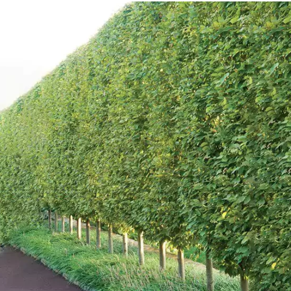 Della Nursery Outdoor Plants Conocarpus Green 10-12 Ft. NURS-WP-533210