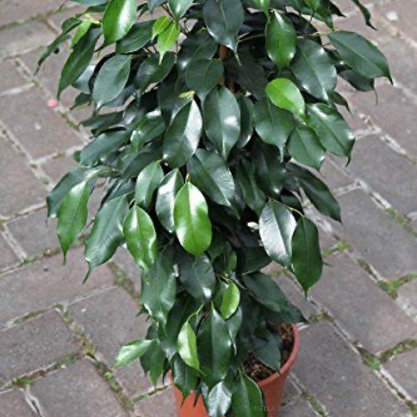 Della Nursery Outdoor Plants Ficus Blackina Ficus Blackina 1-2 ft. NURS-WP-533156