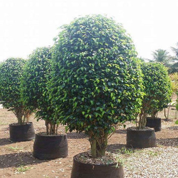 Della Nursery Outdoor Plants Ficus Blackina Ficus Blackina 2-4 ft. NURS-WP-533157