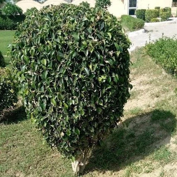 Della Nursery Outdoor Plants Ficus Blackina Ficus Blackina 4-6 ft. NURS-WP-533158