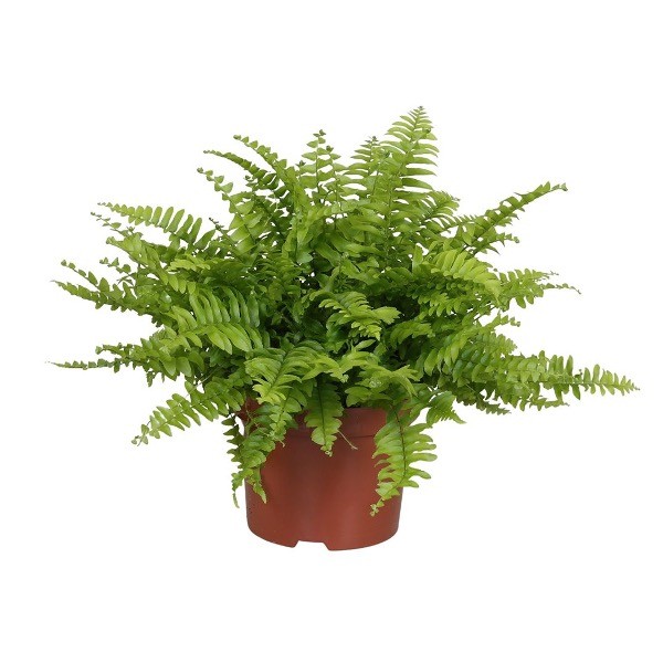 Della Nursery Outdoor Plants Fish Tail Fern Fish Tail Fern 8-12 Inches NURS-WP-533160