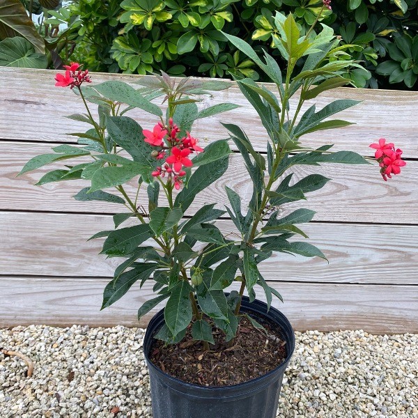 Della Nursery Outdoor Plants Jatropha Jatropha Red 2-3 ft. NURS-WP-533319