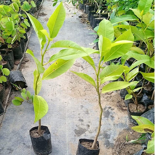 Della Nursery Outdoor Plants Plumeria Mangolia Yellow Plumeria Mangolia Yellow 1-3 ft. NURS-WP-533187