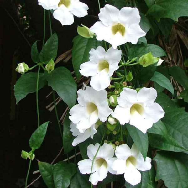 Della Nursery Outdoor Plants Thunbergia White 2 ft.NURS-WP-533358