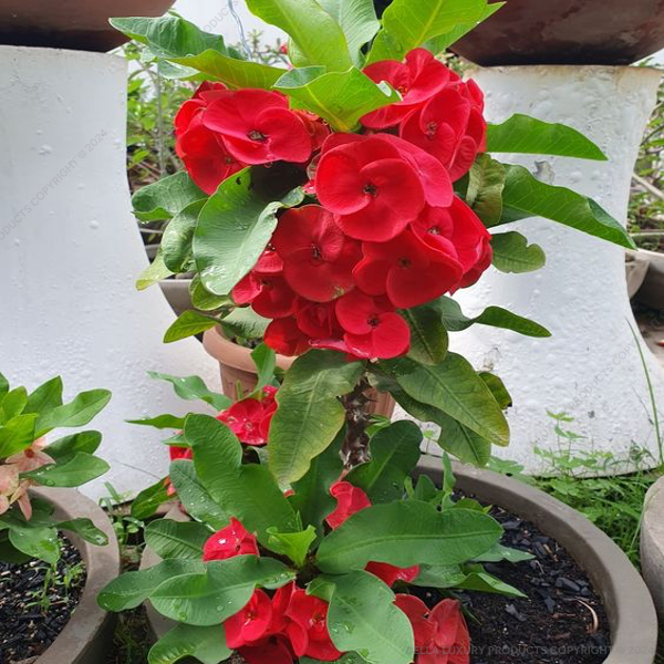 Della Nursery Flowering Plants Euphorbia Red NURS-WP-535638