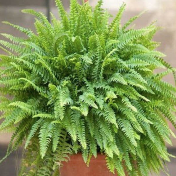 Della Nursery Outdoor Plants Golden Fern 8-12 Inches