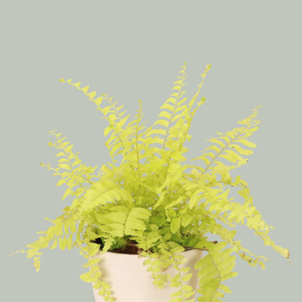 Della Nursery Outdoor Plants Golden Fern 8-12 Inches NURS-WP-532022
