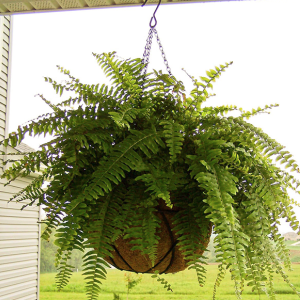 Green Fern 12-18 Inches