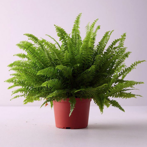 Green Fern 18-24 Inches
