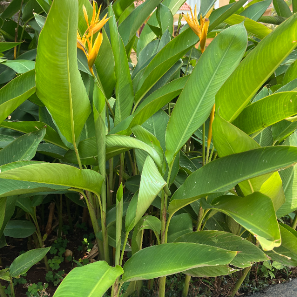 Della Nursery Outdoor Plants Heliconia Lady Diana 3 Ft NURS-WP-533222
