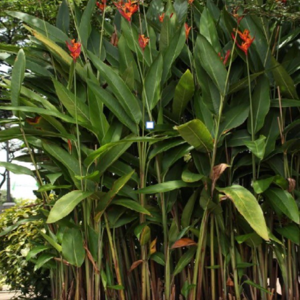 Della Nursery Outdoo Heliconia Pista Corrum 4-6 Ft. NURS-WP-533176