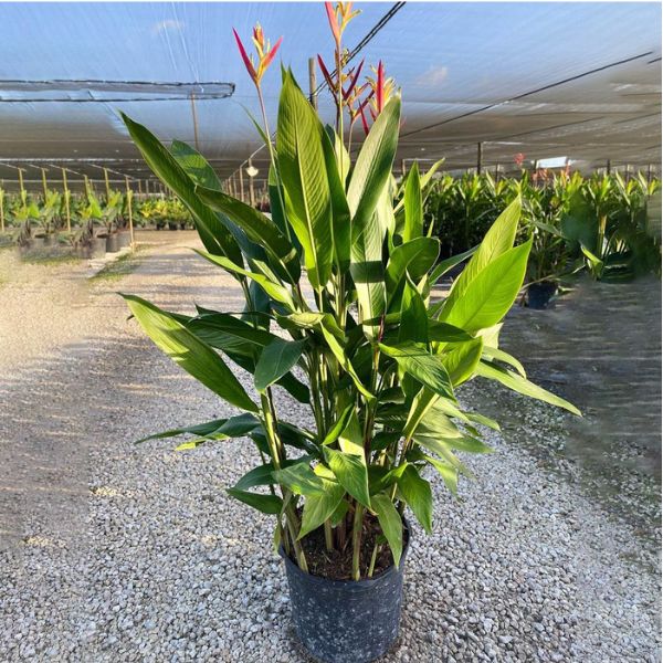 Heliconia Psittacorum 2-4 ft.NURS-WP-533175
