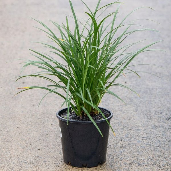 Della Nursery Indoor Rabing Grass Green 6-12 Inches. NURS-WP-533761