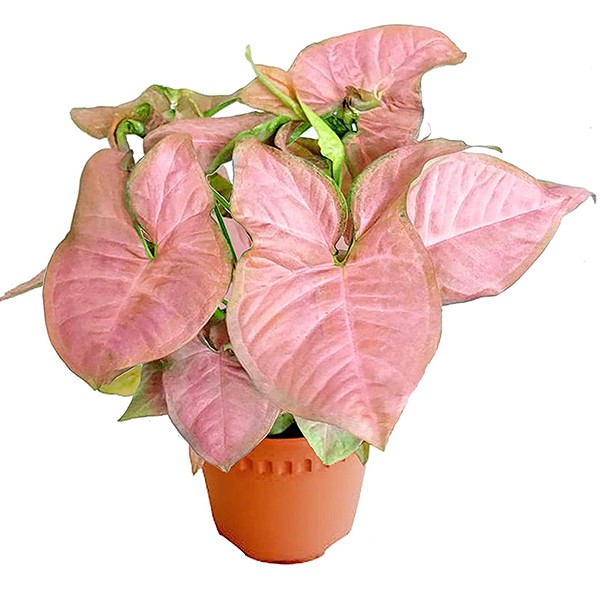 Della Nursery Singoniam Pink Product Image