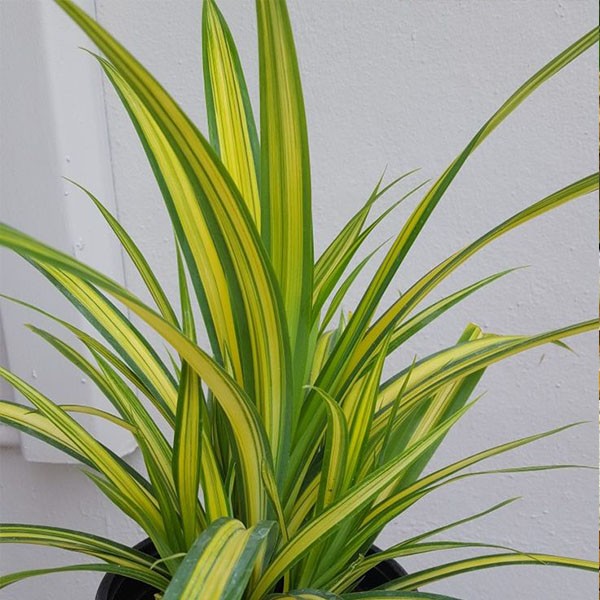 Della Nursery Indoor Plants Yellow Pendanus 12-18 Inches NURS-WP-533708