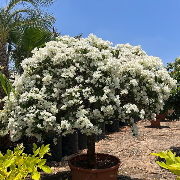 Della Luxury Nursery Outdoor Plants Bouganvillea Ball White 5 ft. NURS-WP-533311