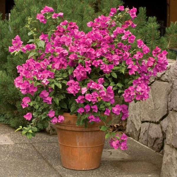 Della Luxury Nursery Outdoor Plants Bouganvillea Ball Pink 4 ft. NURS-WP-533303