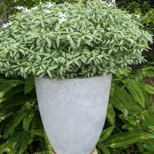 Tagar Variegated White 2 ft.