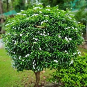 Tagar Dwarf White 2 ft.