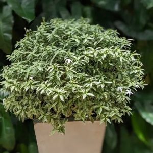 Tagar Variegated White 1 ft.