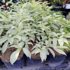 Tagar Variegated White 3 ft.