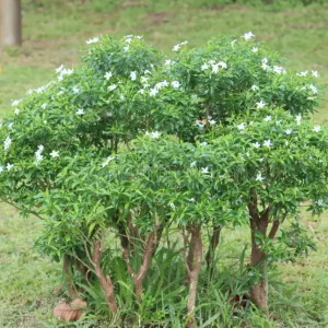 Tagar Dwarf White 3 ft.