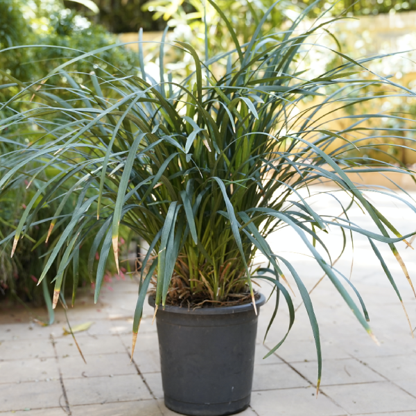 Della Nursery Indoor Rabing Grass Green 12-18 Inches NURS-WP-533762