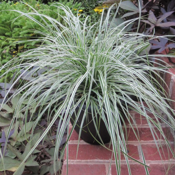 Della Nursery Indoor Rabing Grass White 12-18 Inches.NURS-WP-533765