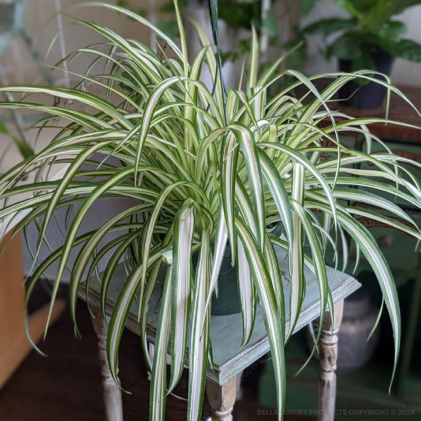 Della Nursery Indoor Rabing Grass White 6-12 Inches.NURS-WP-533764