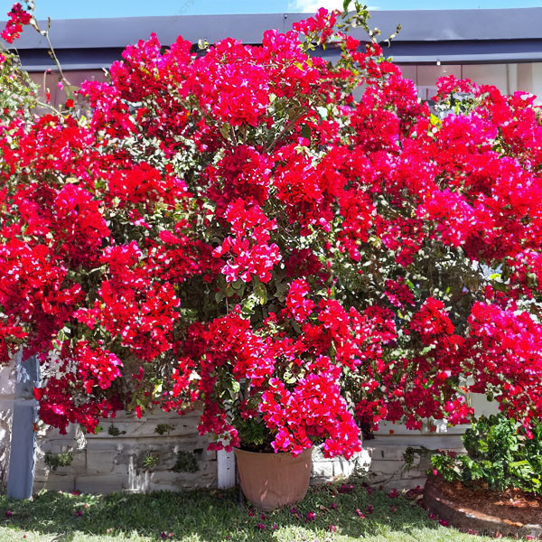 Della Luxury Nursery Outdoor Plants Bouganvillea Ball Red 5 ft. NURS-WP-533308