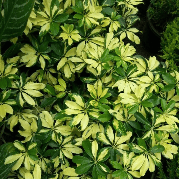 Saplera Green 18-24 Inches NURS-WP-533949