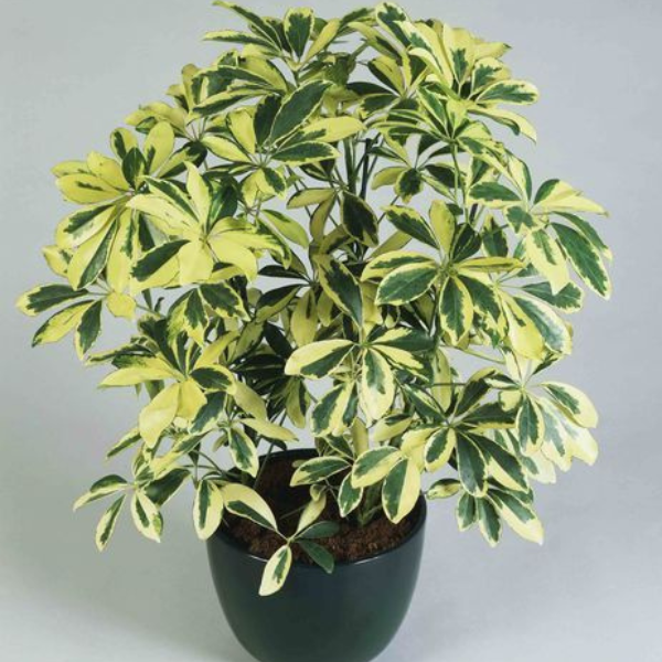 Saplera Green 6-12 Inches NURS-WP-533947