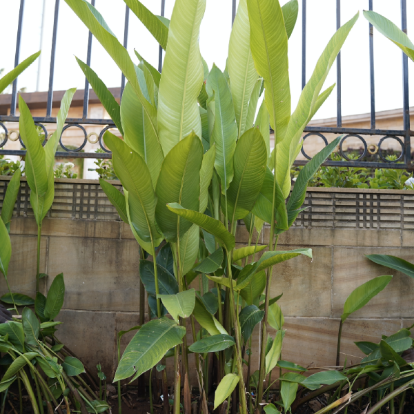 Della Nursery Outdoor Plants Heliconia Lady Diana 2 Ft. NURS-WP-533221