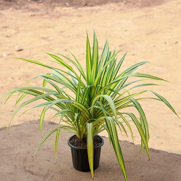 Della Nursery Indoor Plants Yellow Pendanus 6-12 Inches NURS-WP-533707