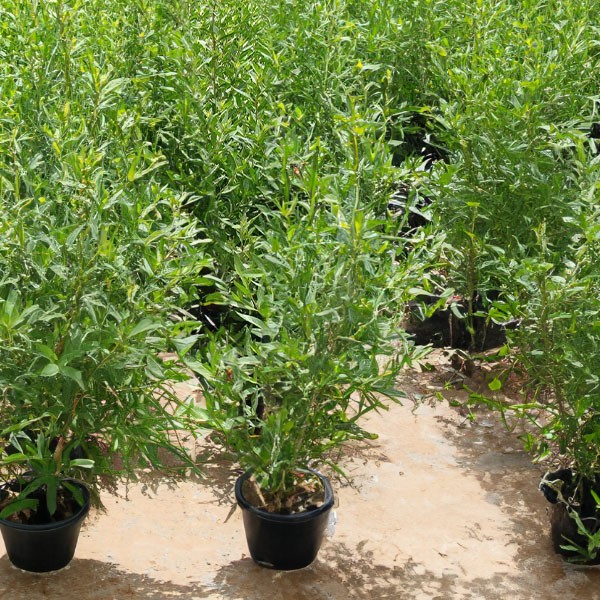 Della Nursery Outdoor Plants Conocarpus Green 1-3 Ft. 533208