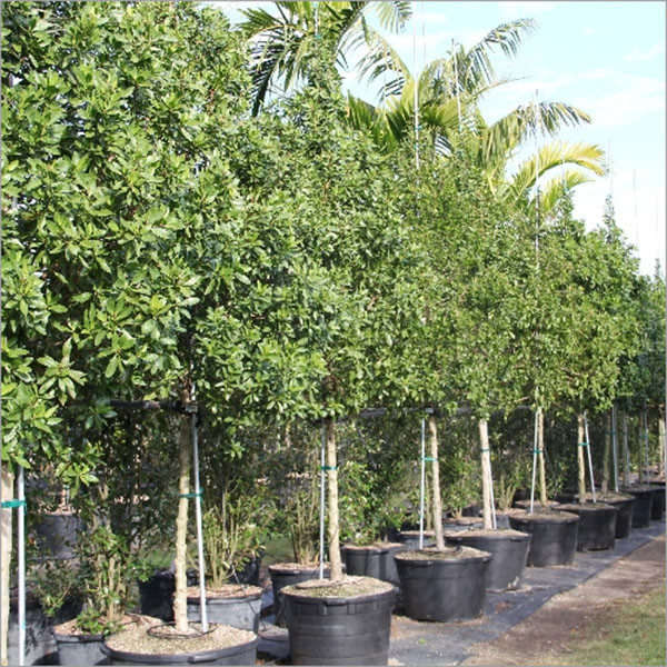Della Nursery Outdoor Plants Conocarpus Green 6-10 Ft NURS-WP-533209