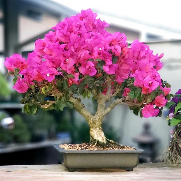 Della Luxury Nursery Bouganvillea Bonsai 1 ft. NURS-WP-533134