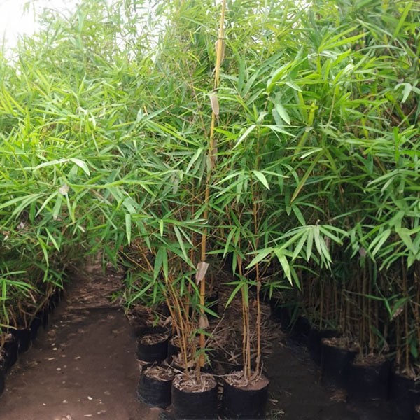 Della Luxury Nursery GOLDEN BAMBOO 1-3 FT. NURS-WP-533163