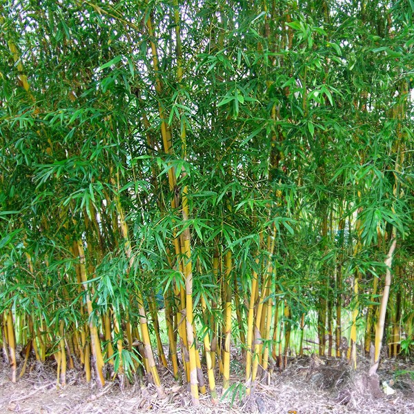 Della Luxury Nursery Golden Bamboo 10-12 ft. NURS-WP-533166