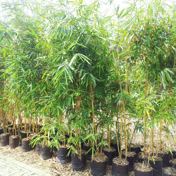 Della Luxury Nursery GOLDEN BAMBOO 3-6 FT. NURS-WP-533164