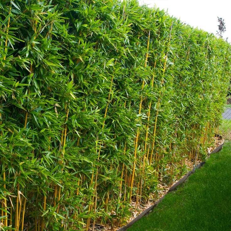 Della Luxury Nursery Golden Bamboo 6-10 ft. NURS-WP-533165