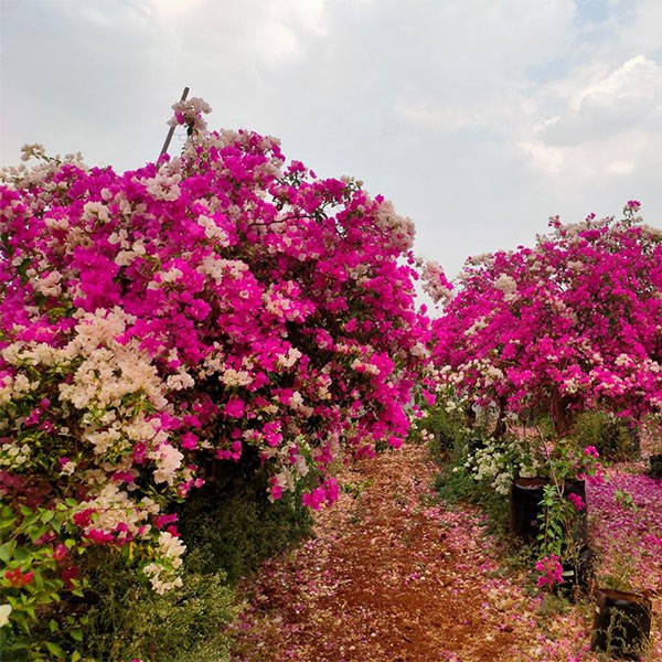 Della Luxury Nursery Outdoor Plants Bouganvillea Ball Pink 5 ft. NURS-WP-533304