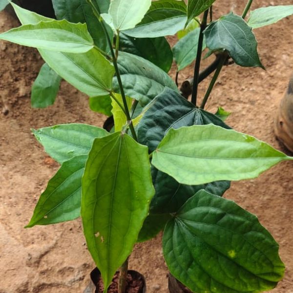 Della Nursery Vine Thunbergia Purple 2-3 ft.NURS-WP-535887