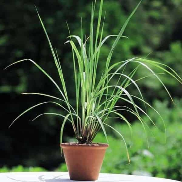 Lemon Grass 6-12 Inches NURS-WP-535901