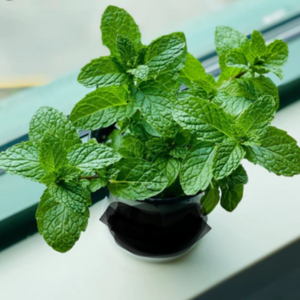 Peppermint 4-8 Inches NURS-WP-535899